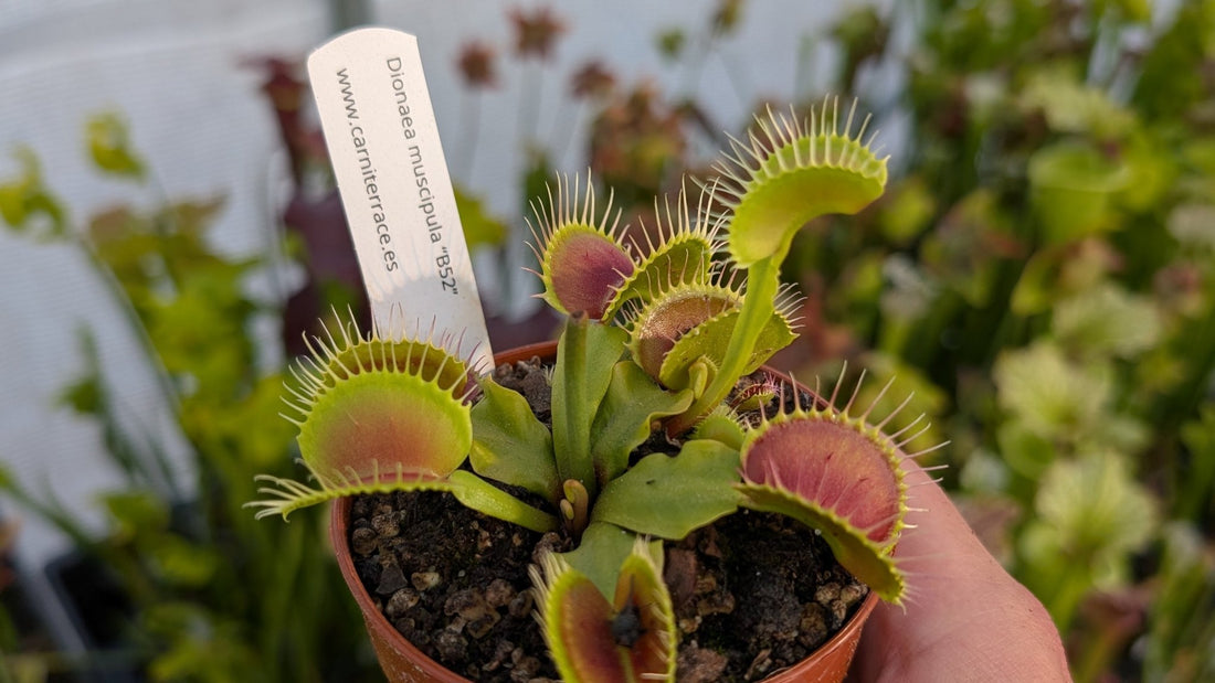 ¿De donde salen nuestras plantas carnívoras? - Carniterrace