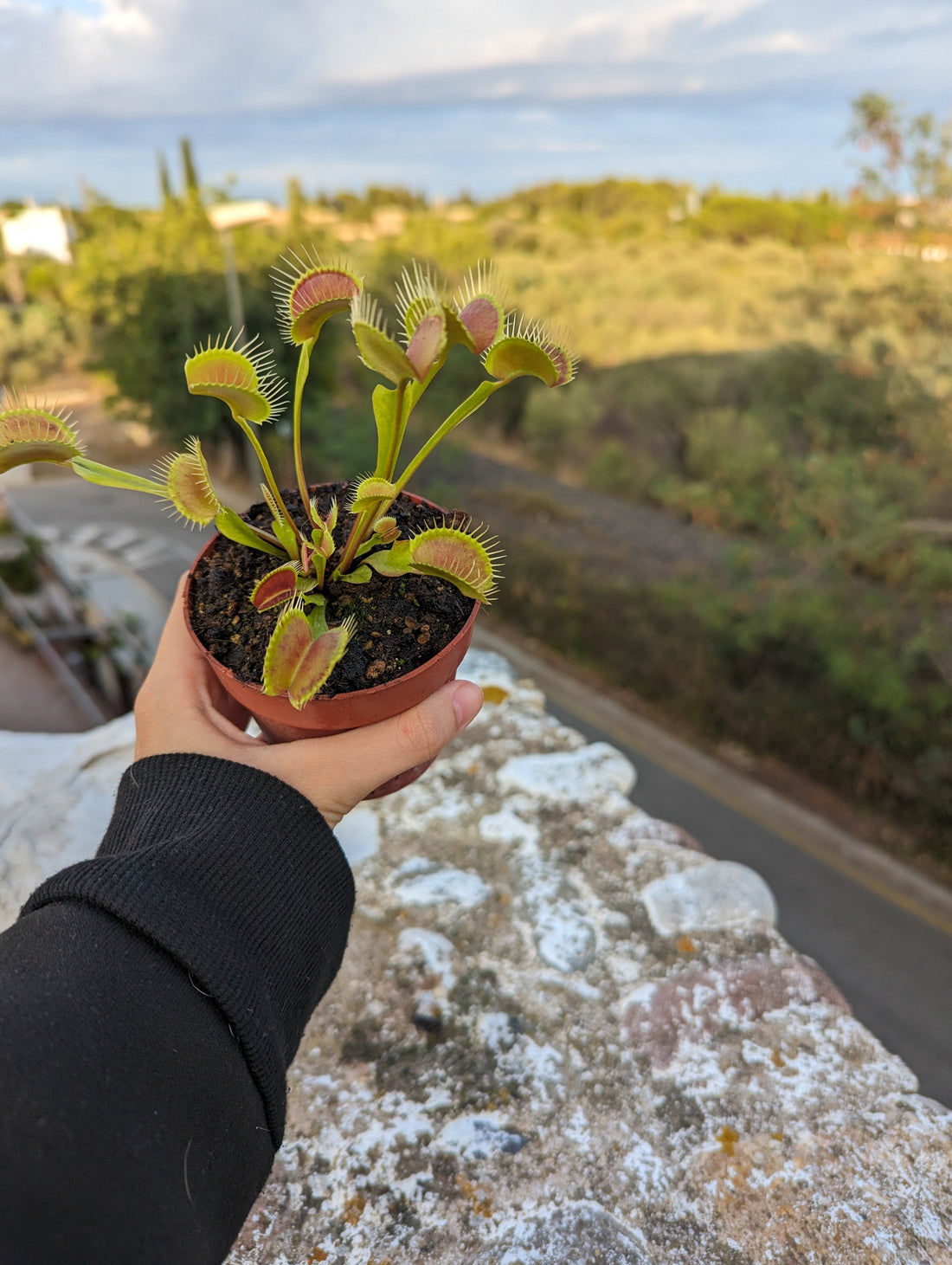 Descubriendo el Hogar Natural de la Dionaea muscipula - Carniterrace