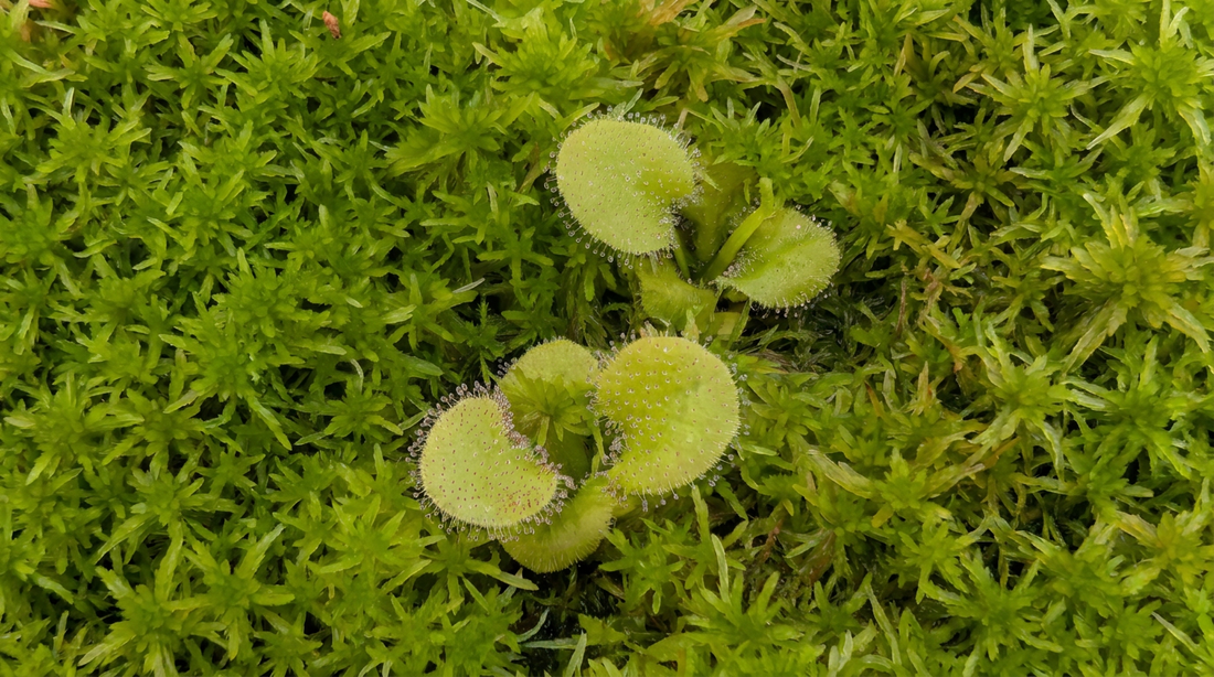 Musgo Sphagnum: Por qué es el "oro verde" para tus carnívoras
