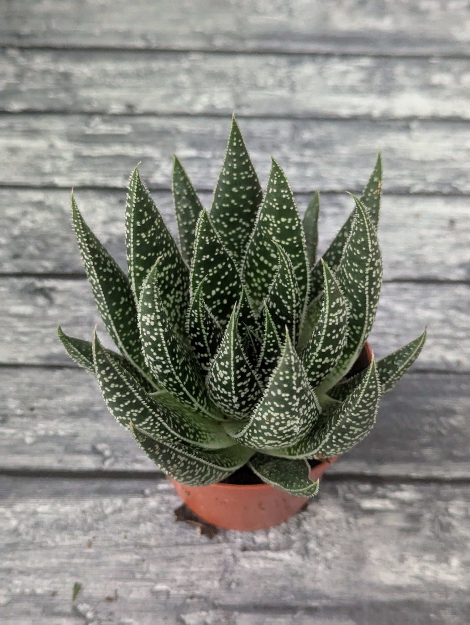 Cactus y Suculentas - Carniterrace