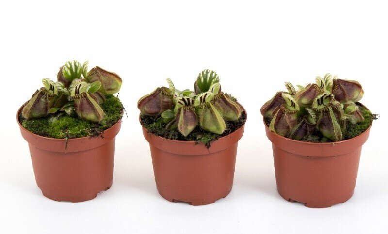 Cephalotus - Carniterrace