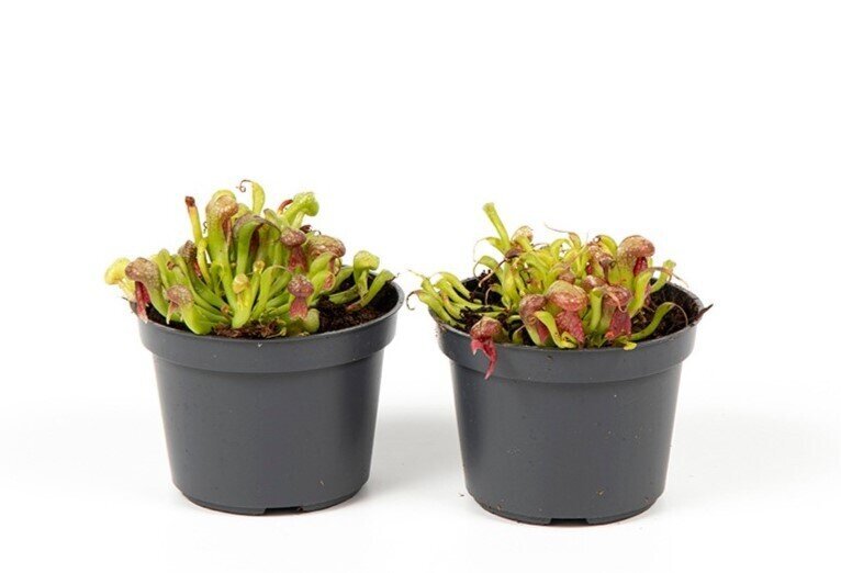 Darlingtonia, la planta cobra única y sorprendente | Tienda online plantas carnívoras - Carniterrace