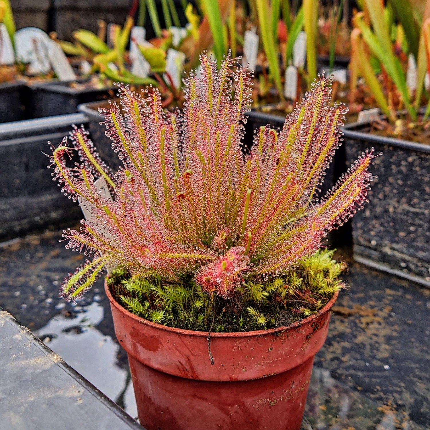 Drosera - Carniterrace