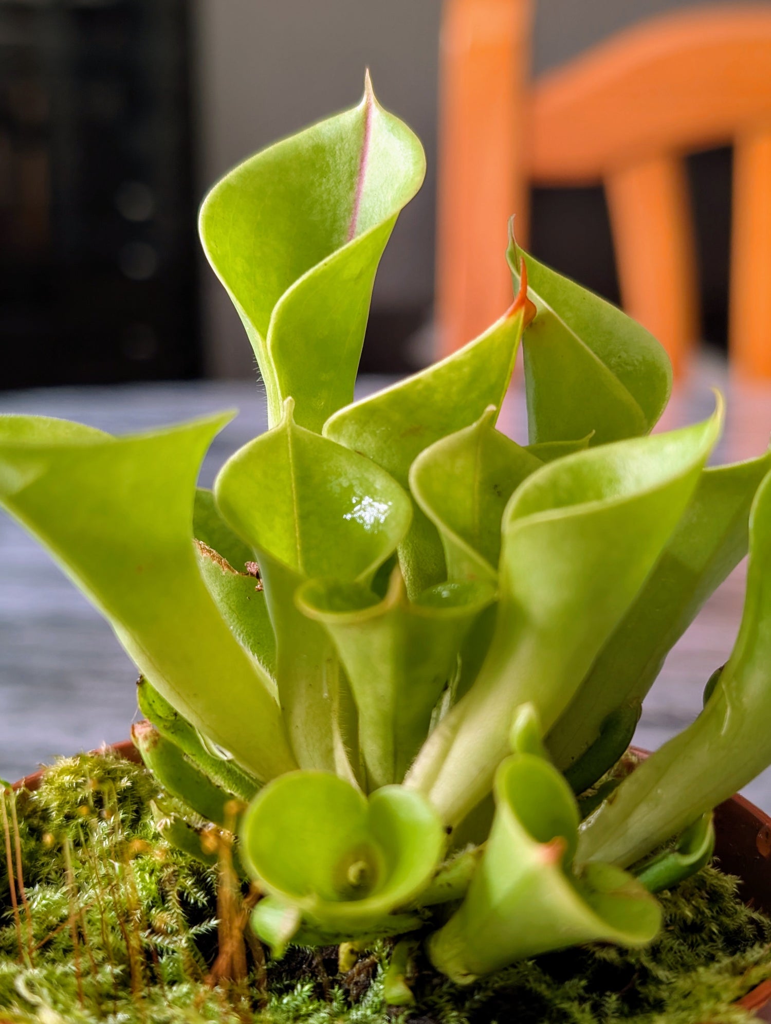 Heliamphora - Carniterrace