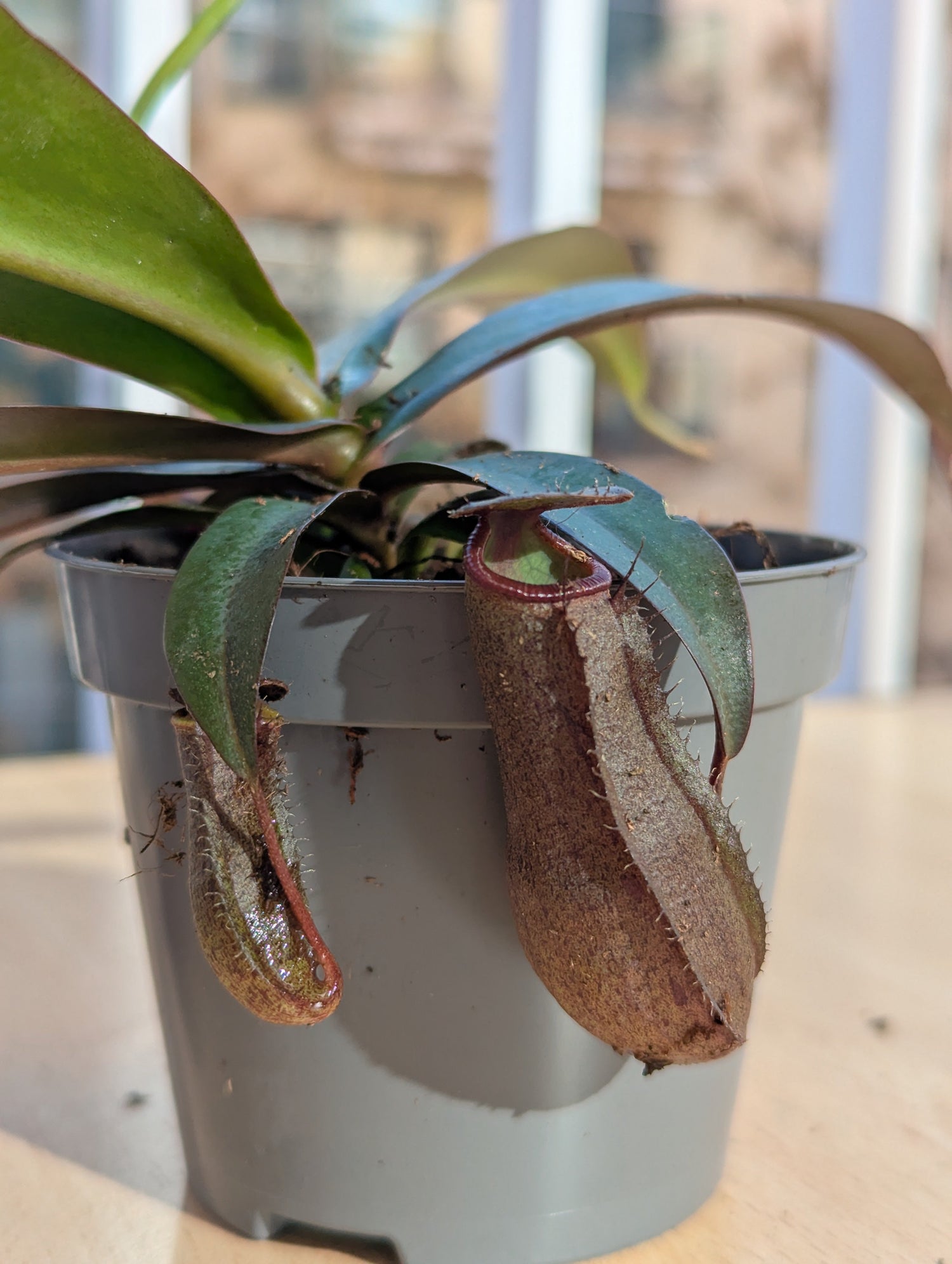 Nepenthes - Carniterrace