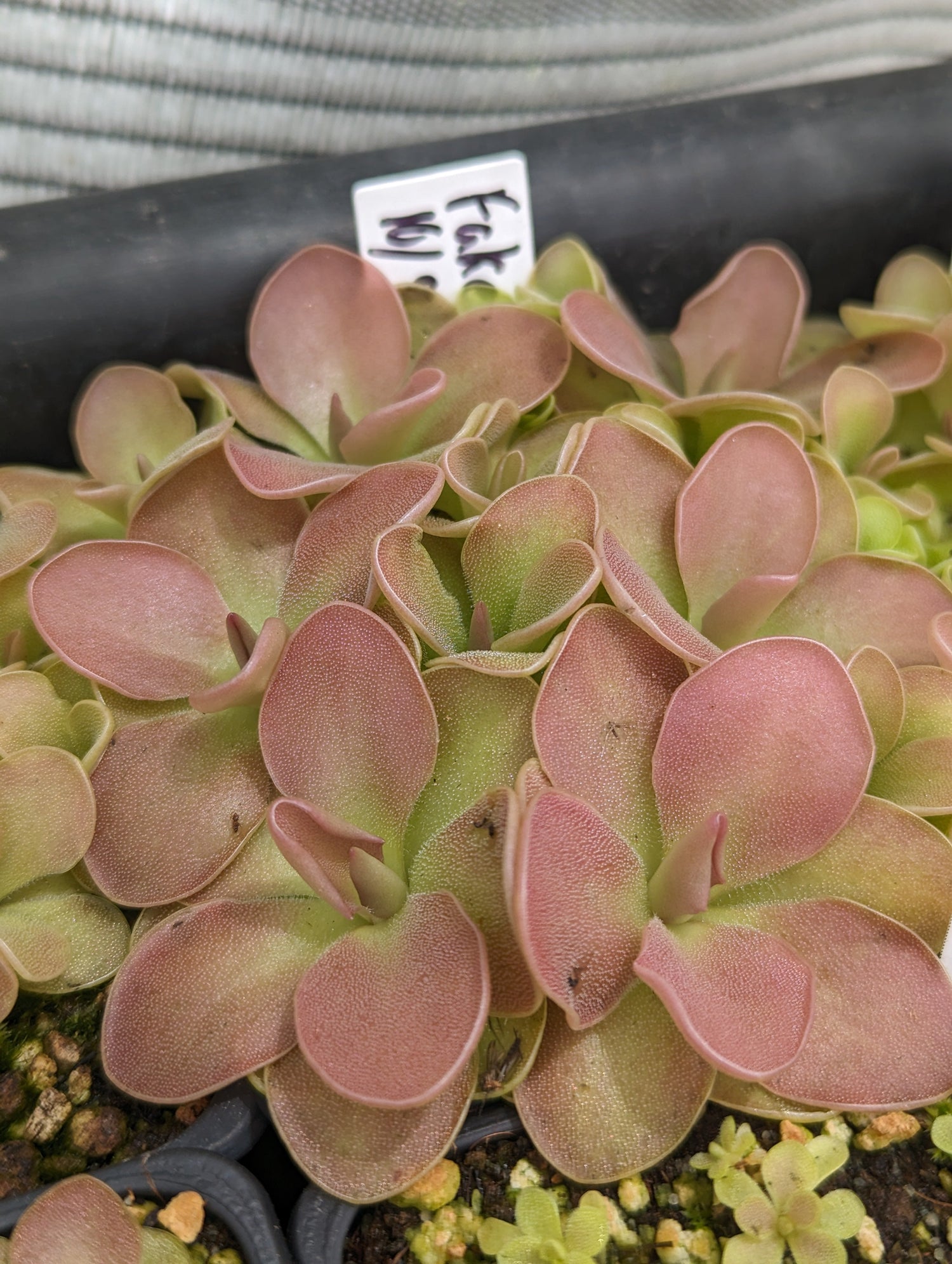 Pinguicula - Carniterrace