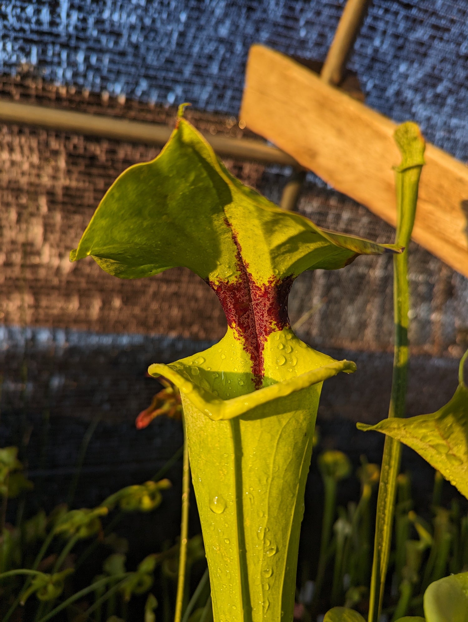 Sarracenia - Carniterrace