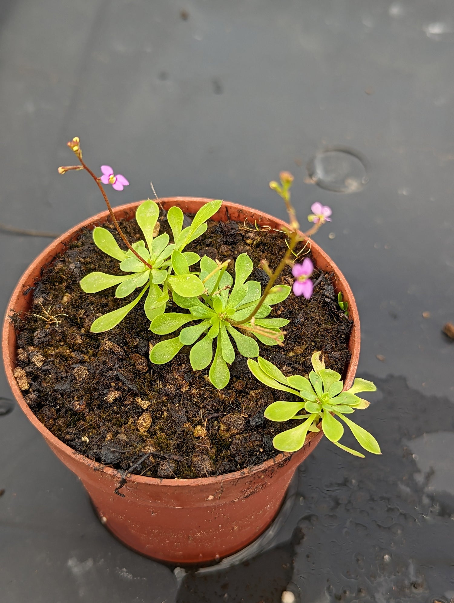 Stylidium - Carniterrace