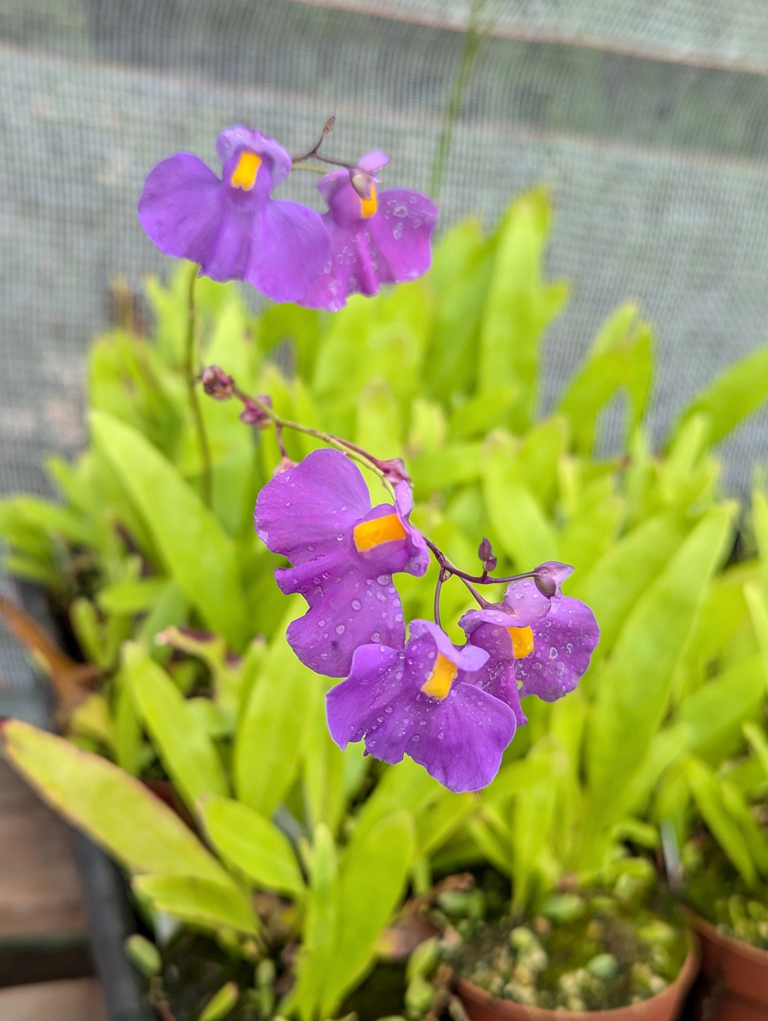 Utricularia - Carniterrace