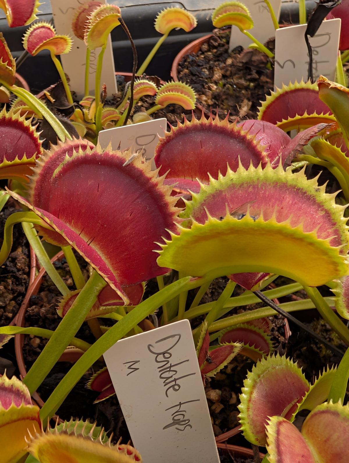 Dionaea muscipula 'Dentate traps'