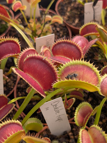 Dionaea muscipula 'Dentate traps'
