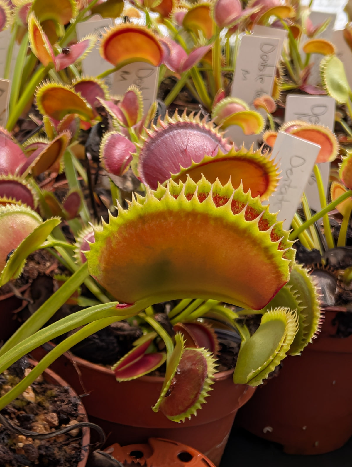 Dionaea muscipula 'Dentate traps'