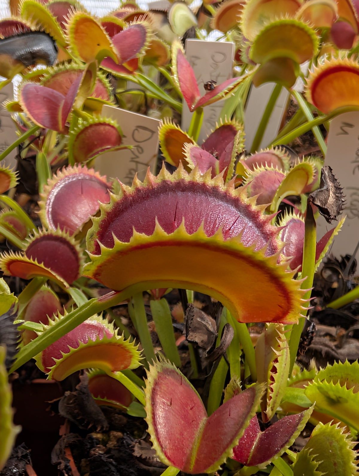 Dionaea muscipula 'Dentate traps'