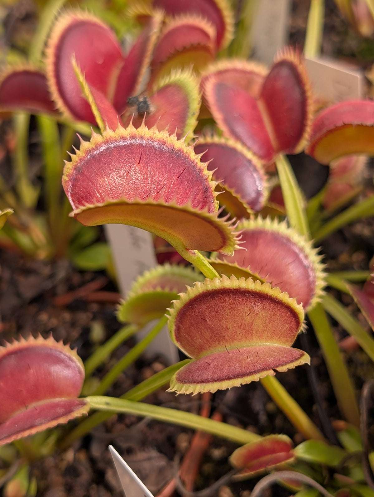 Dionaea muscipula 'Dentate traps'