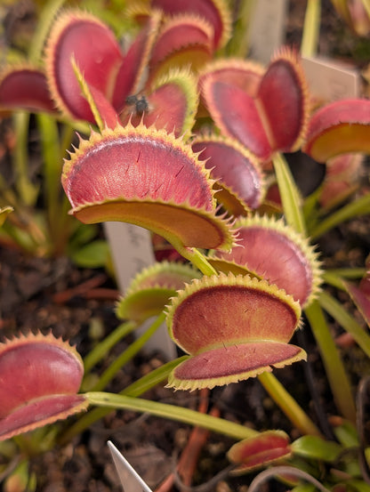 Dionaea muscipula 'Dentate traps'