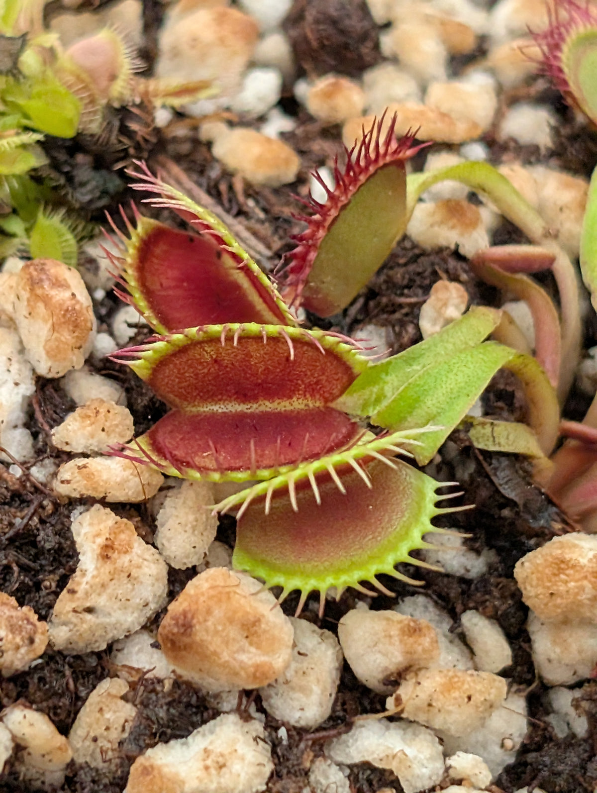 Dionaea muscipula 'DC XL'