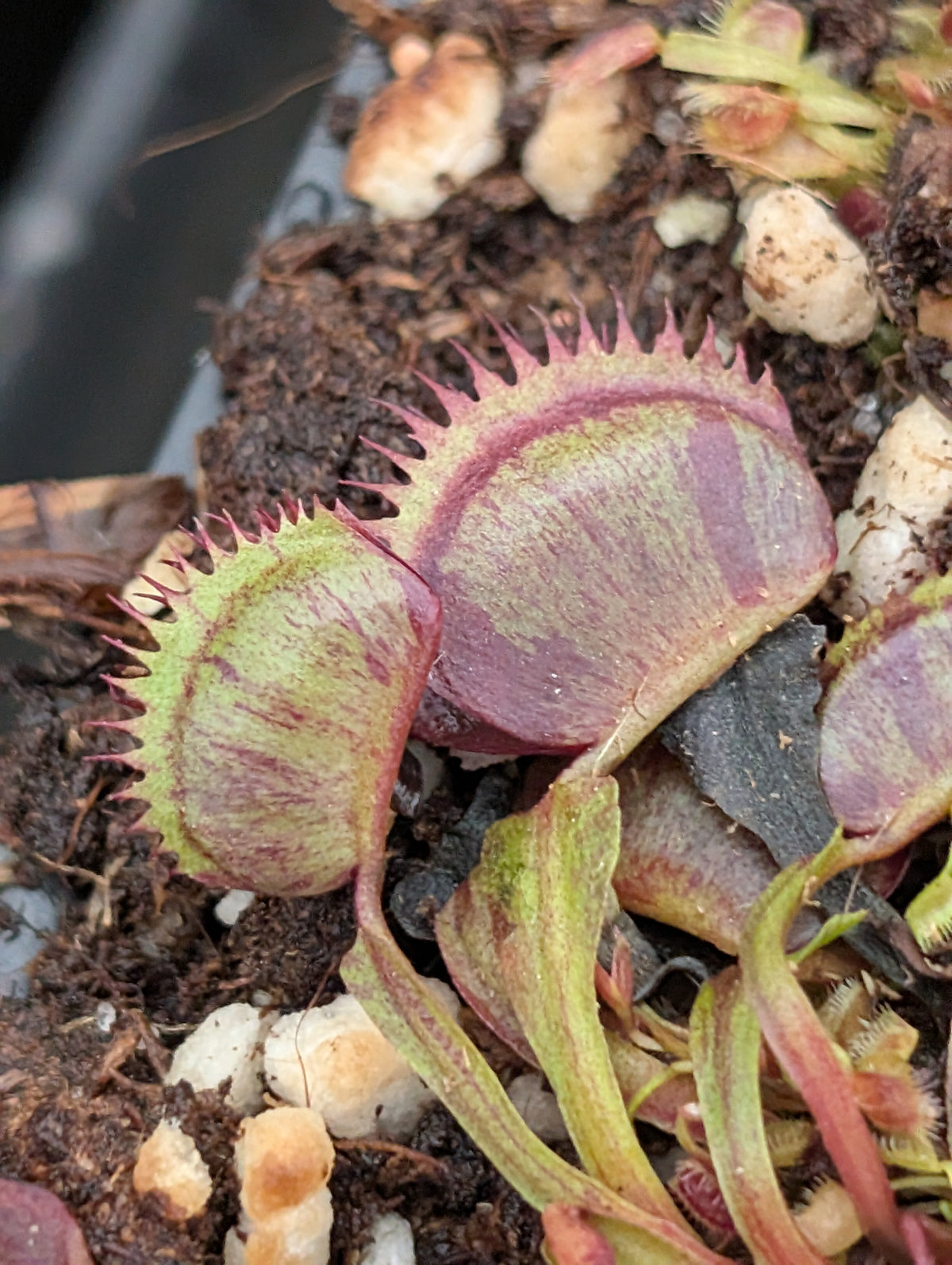 Dionaea muscipula 'Spotty'