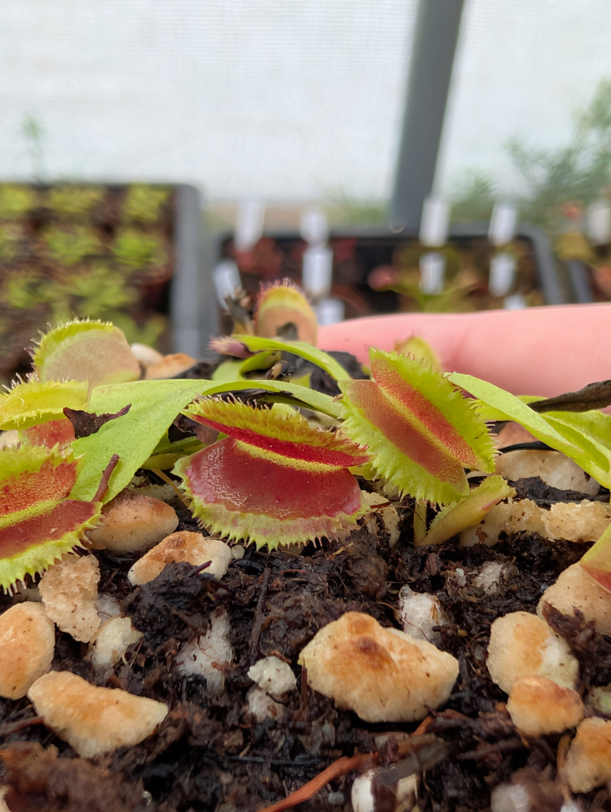 Dionaea muscipula 'Space'