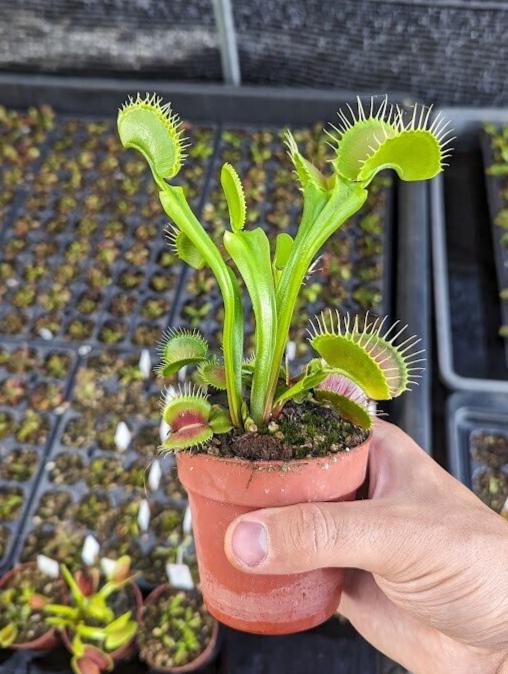 Planta carnívora - Dionaea muscipula B52 - Carniterrace - Comprar en tienda online