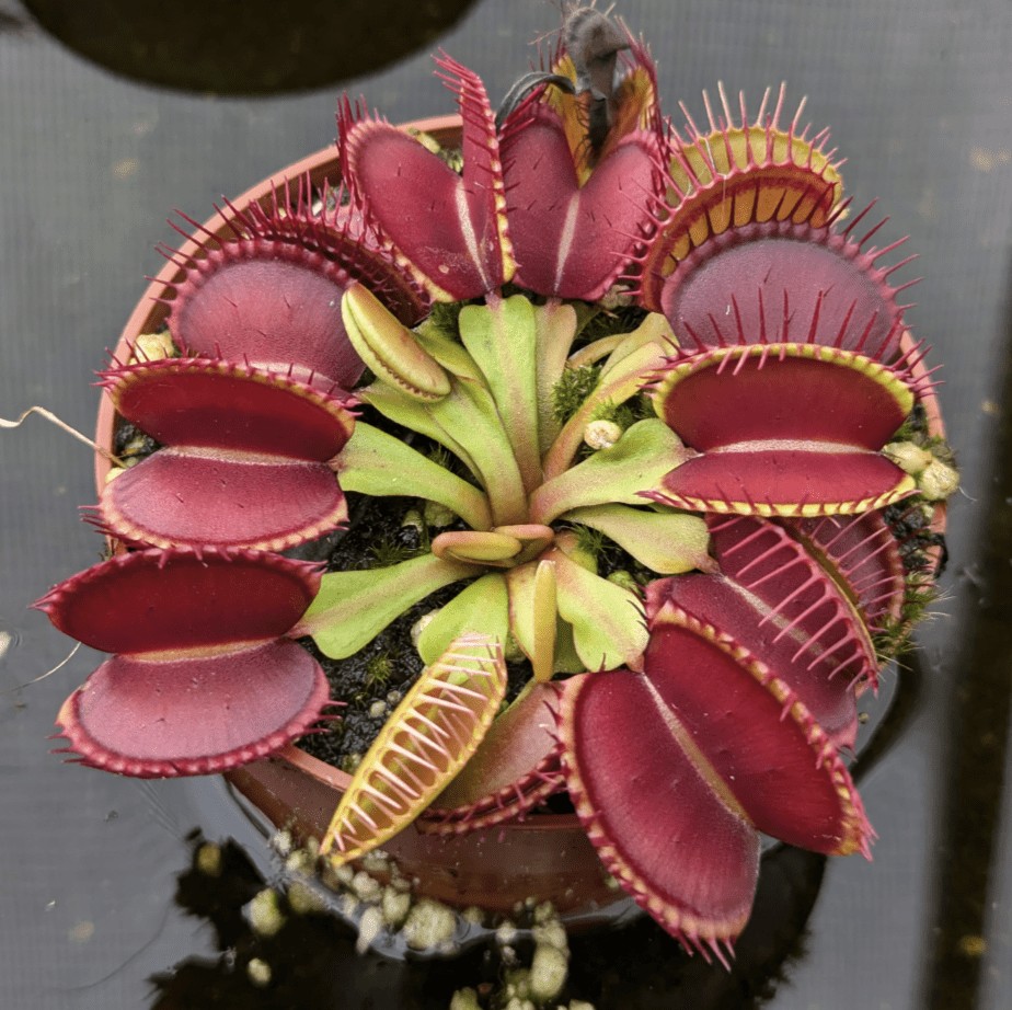Planta carnívora - Dionaea muscipula - Carniterrace - Comprar en tienda online
