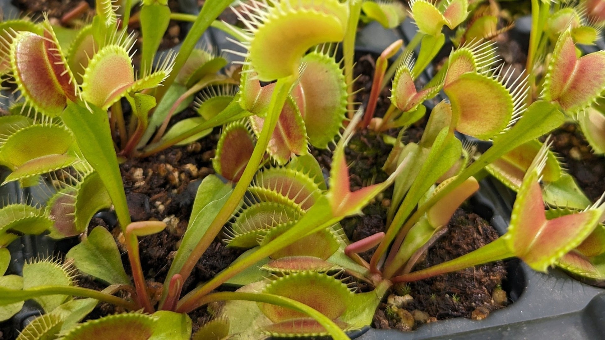 Planta carnívora - Dionaea muscipula - Carniterrace - Comprar en tienda online