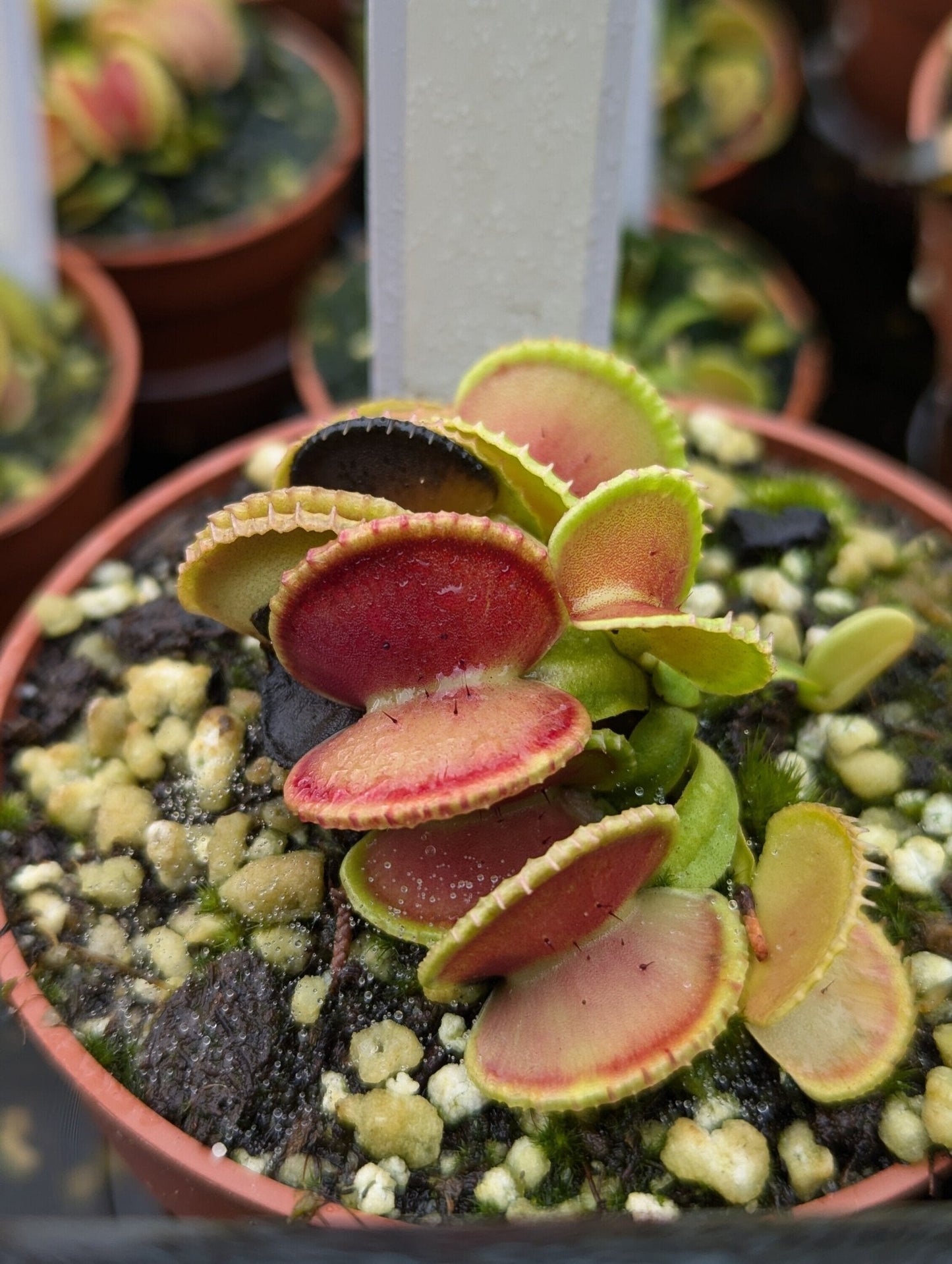 Planta carnívora - Dionaea muscipula Coquillage - Carniterrace - Comprar en tienda online