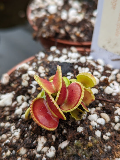 Planta carnívora - Dionaea muscipula Coquillage - Carniterrace - Comprar en tienda online