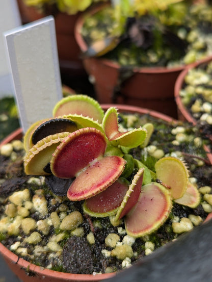 Planta carnívora - Dionaea muscipula Coquillage - Carniterrace - Comprar en tienda online