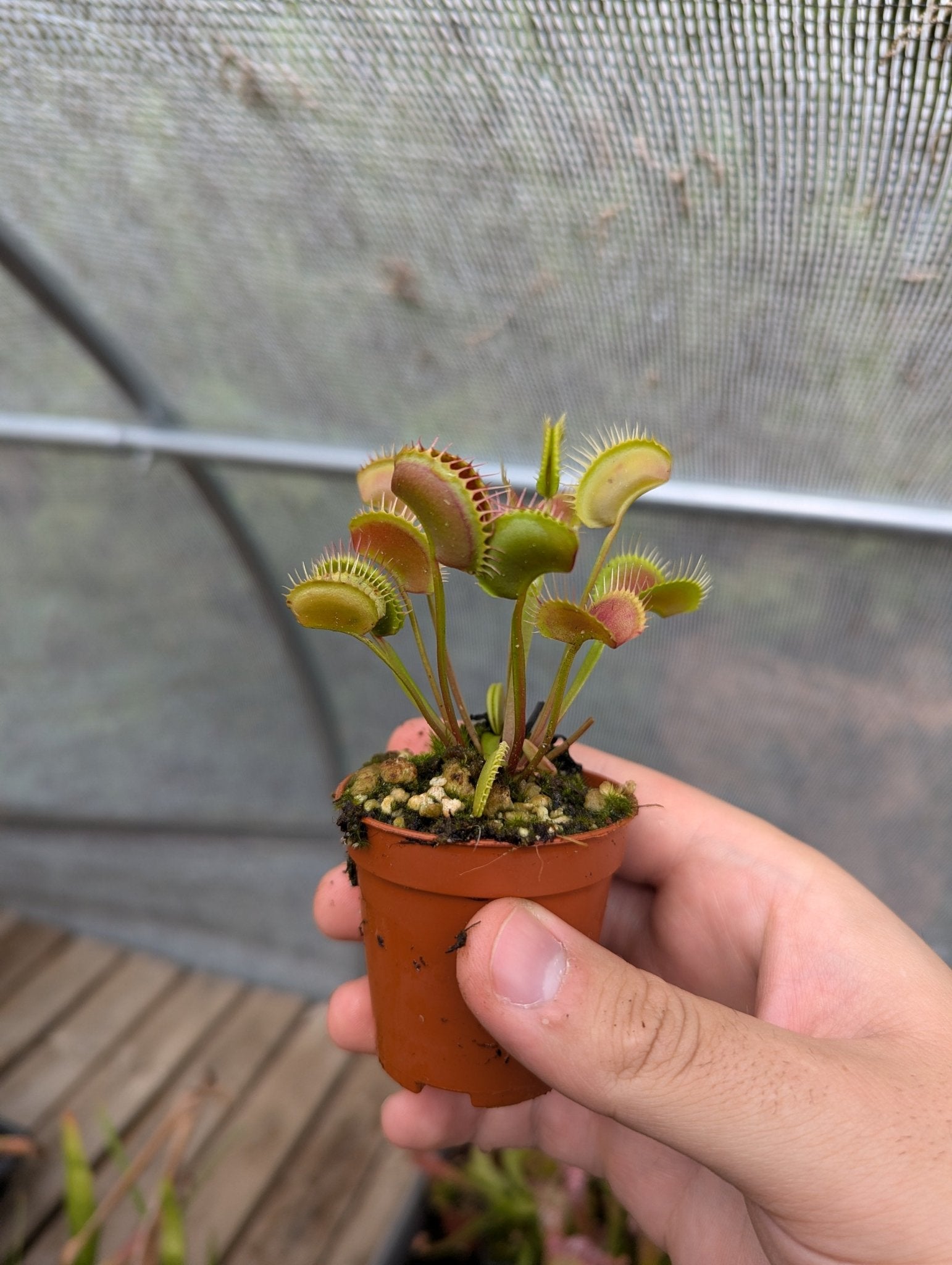 Planta carnívora - Dionaea muscipula Erect form - Carniterrace - Comprar en tienda online