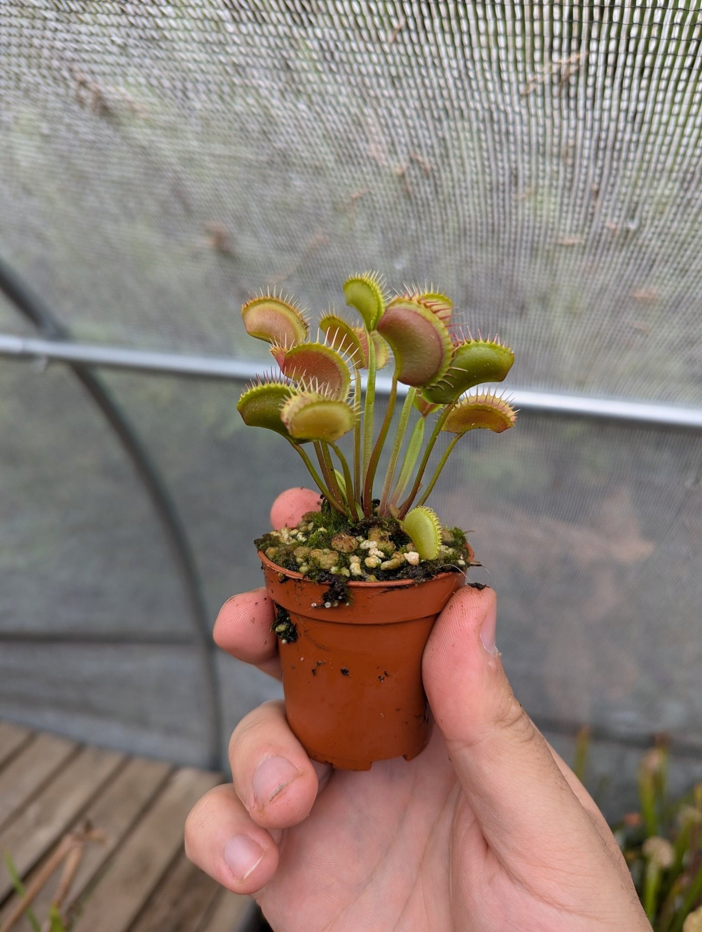 Planta carnívora - Dionaea muscipula Erect form - Carniterrace - Comprar en tienda online