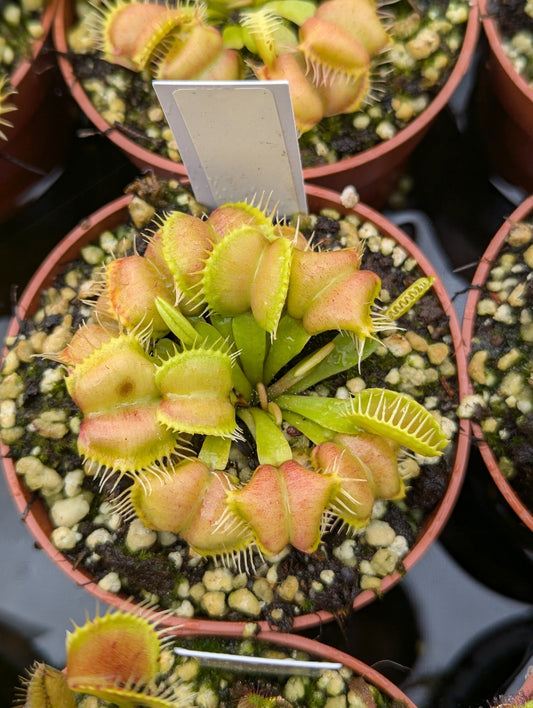 Planta carnívora - Dionaea muscipula Galaxy - Carniterrace - Comprar en tienda online
