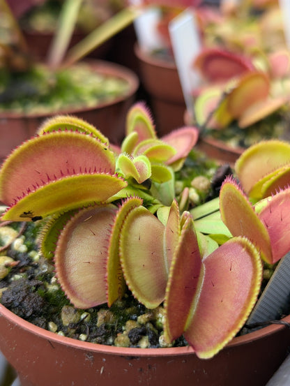 Planta carnívora - Dionaea muscipula Microdent - Carniterrace - Comprar en tienda online