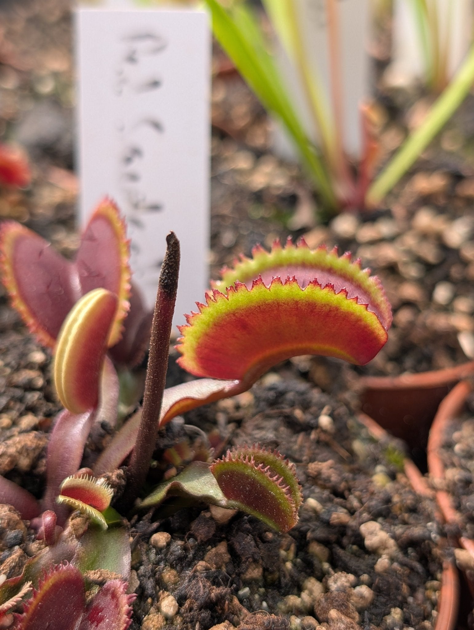 Planta carnívora - Dionaea muscipula "Red sawtooth" - Carniterrace - Comprar en tienda online
