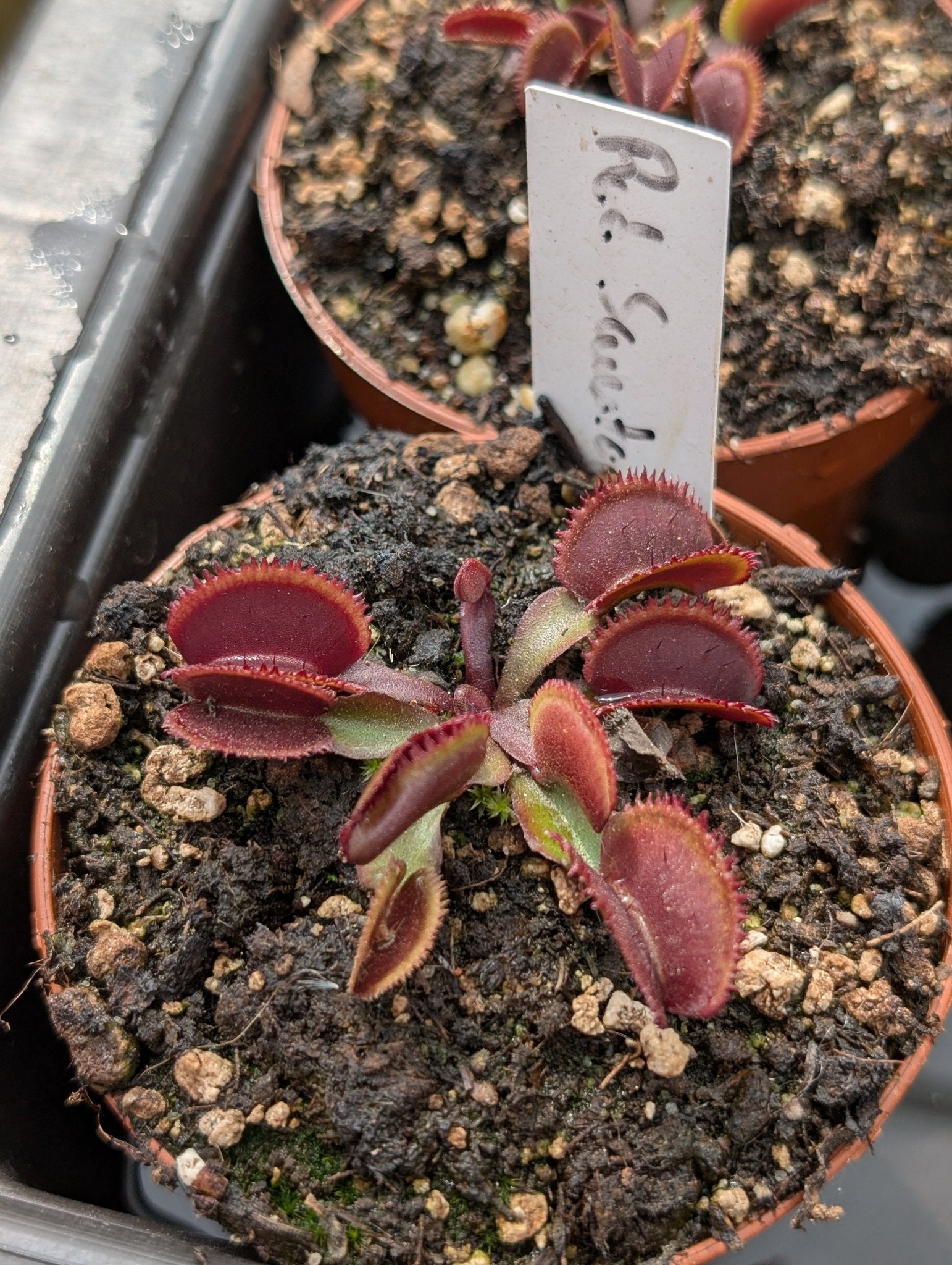 Planta carnívora - Dionaea muscipula "Red sawtooth" - Carniterrace - Comprar en tienda online