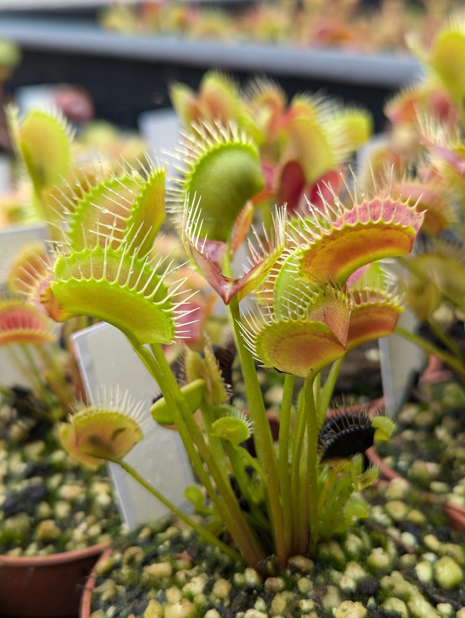 Planta carnívora - Dionaea muscipula Spider - Carniterrace - Comprar en tienda online