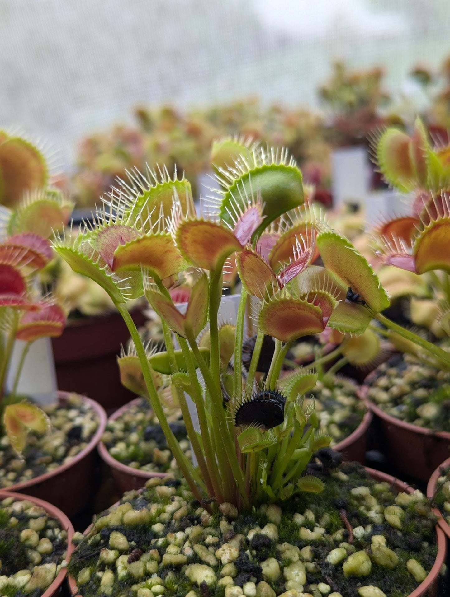 Planta carnívora - Dionaea muscipula Spider - Carniterrace - Comprar en tienda online