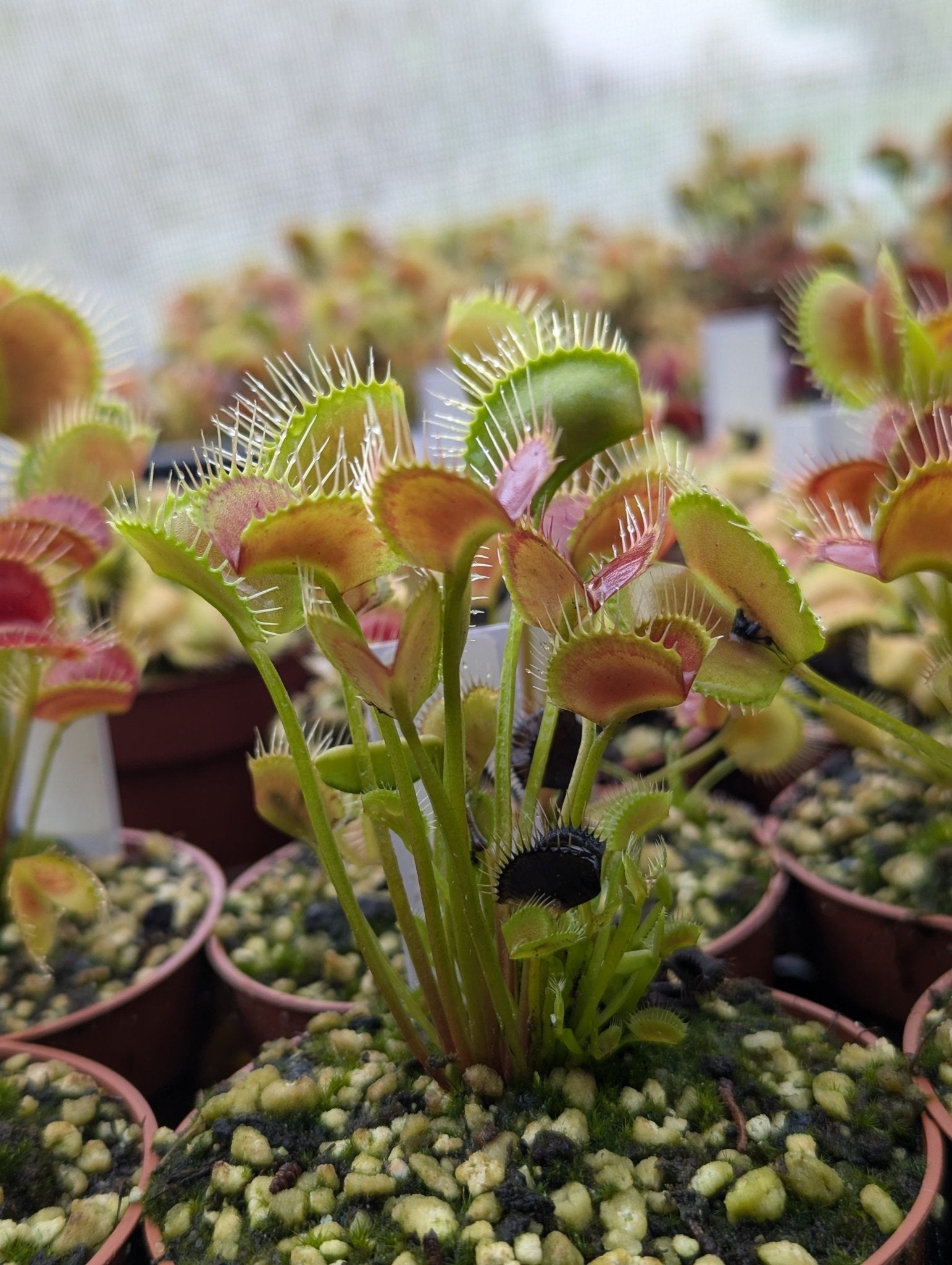 Planta carnívora - Dionaea muscipula Spider - Carniterrace - Comprar en tienda online