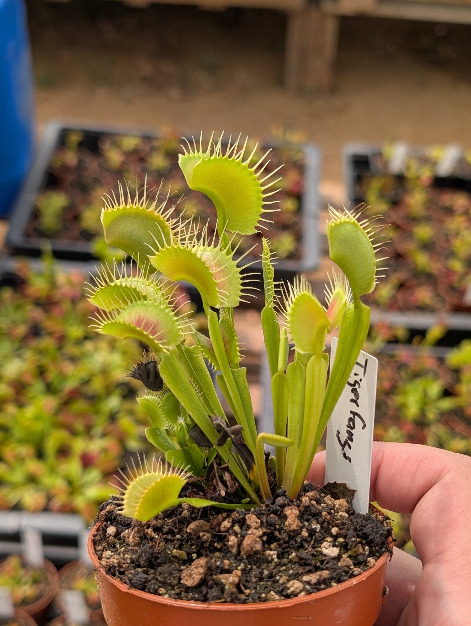 Planta carnívora - Dionaea muscipula "Tiger fangs" (Clon polaco) - Carniterrace - Comprar en tienda online
