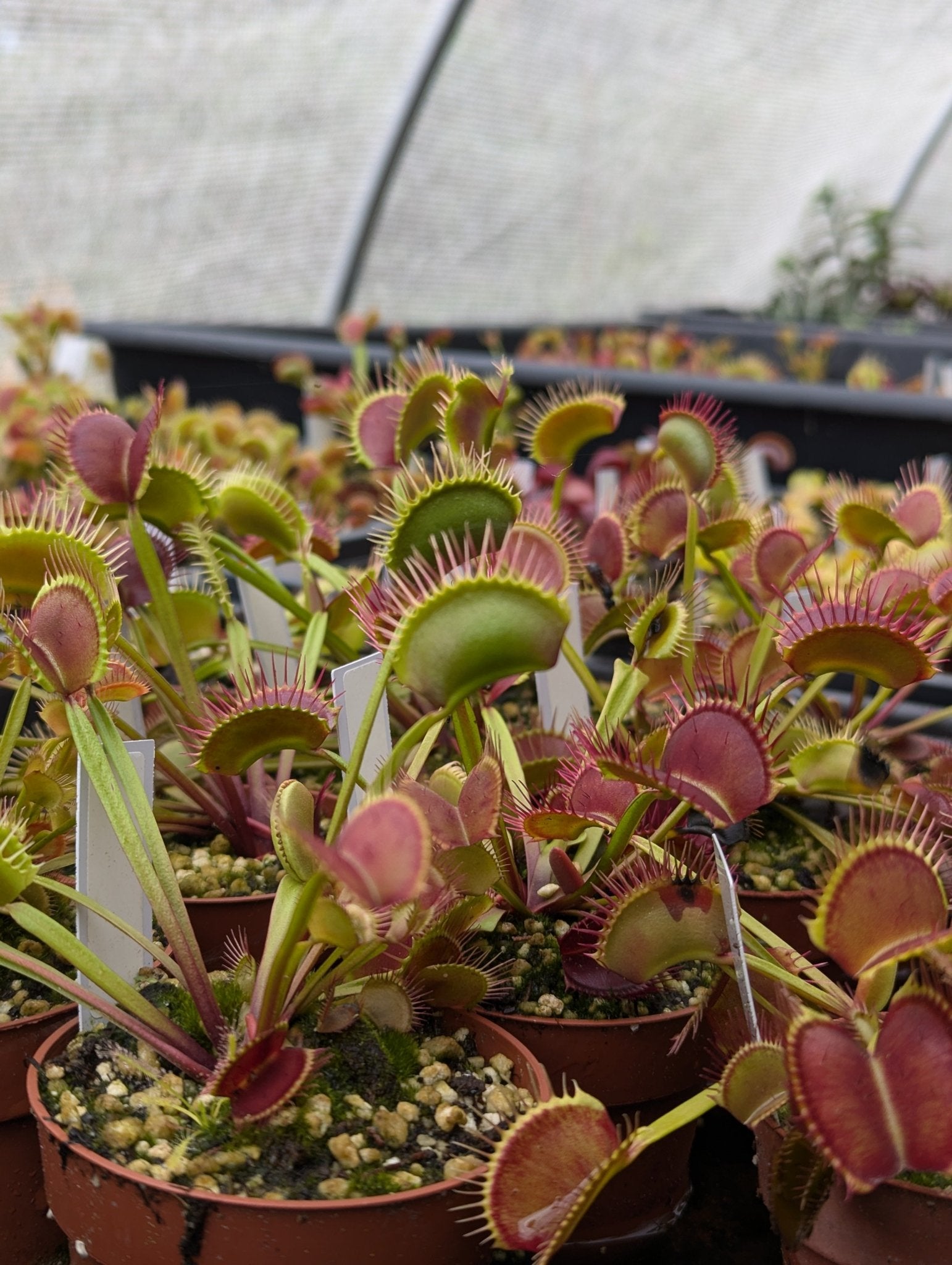 Planta carnívora - Dionaea muscipula Titan clone Z6 - Carniterrace - Comprar en tienda online