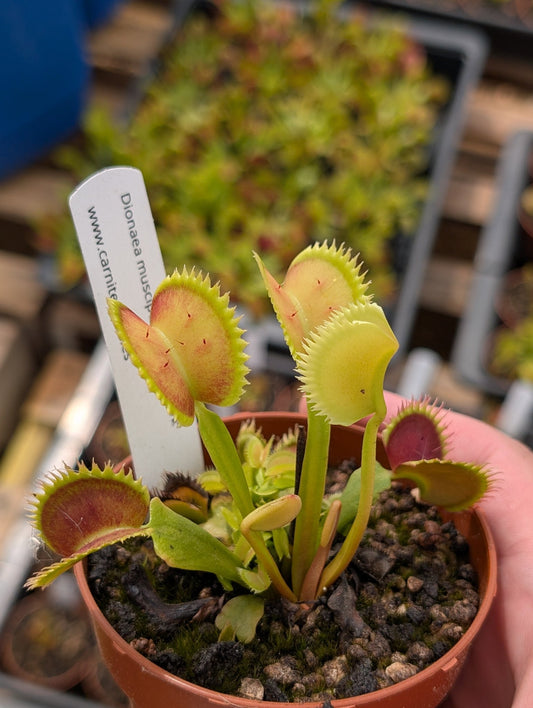 Planta carnívora - Dionaea muscipula "UK Sawtooth II" - Carniterrace - Comprar en tienda online
