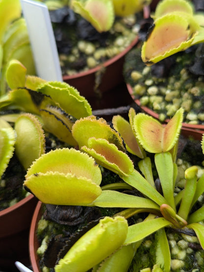 Planta carnívora - Dionaea muscipula Whale - Carniterrace - Comprar en tienda online