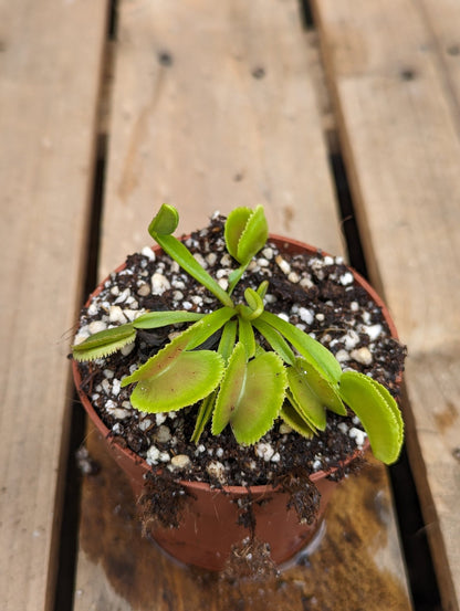 Planta carnívora - Dionaea muscipula Whale - Carniterrace - Comprar en tienda online