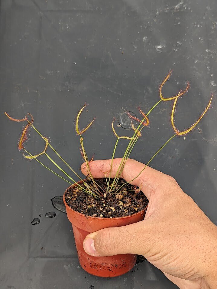 Planta carnívora - Drosera binata var. multifida - Carniterrace - Comprar en tienda online
