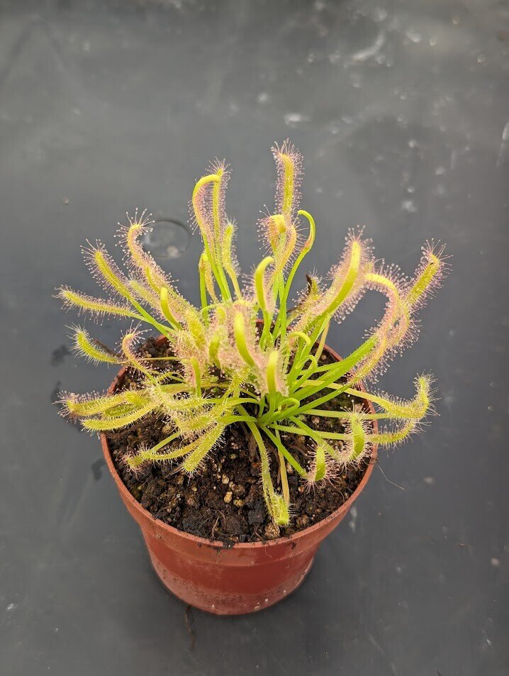 Planta carnívora - Drosera capensis alba - Carniterrace - Comprar en tienda online