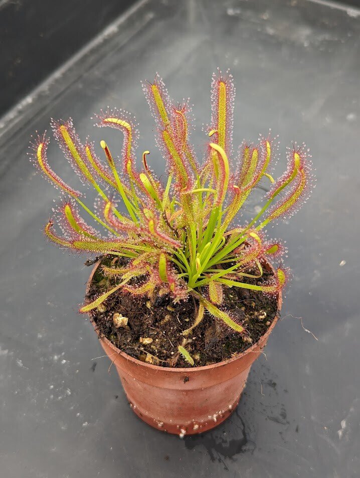 Planta carnívora - Drosera capensis - Carniterrace - Comprar en tienda online