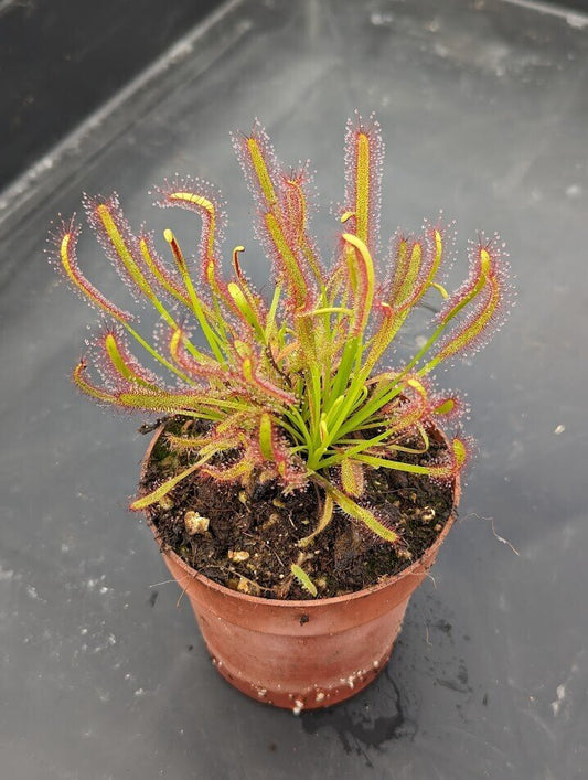 Planta carnívora - Drosera capensis - Carniterrace - Comprar en tienda online