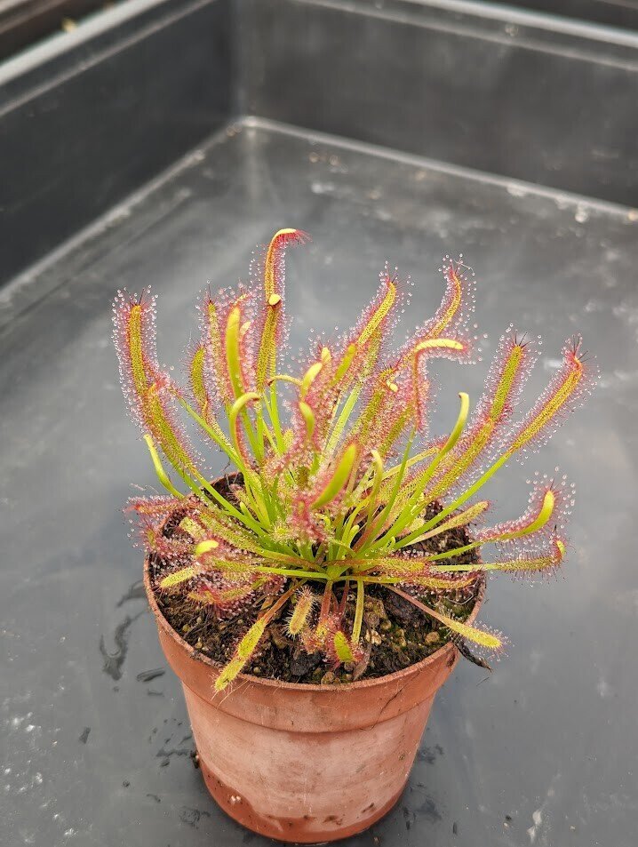 Planta carnívora - Drosera capensis - Carniterrace - Comprar en tienda online