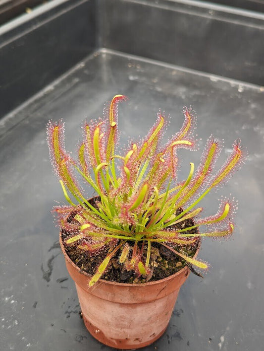 Planta carnívora - Drosera capensis - Carniterrace - Comprar en tienda online