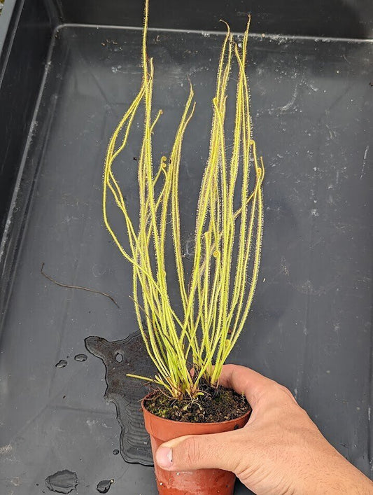 Planta carnívora - Drosera filiformis - Carniterrace - Comprar en tienda online