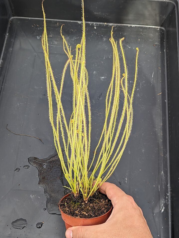 Planta carnívora - Drosera filiformis - Carniterrace - Comprar en tienda online